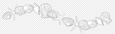 Seashells (with shadow)