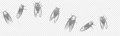 Cicada final (with shadow)