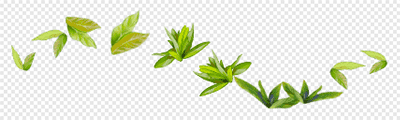 hb-Azalea leaf (light)