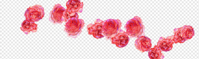 Rose (Red / Spray)