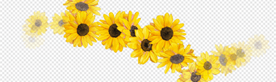 Sunflower (Spray)