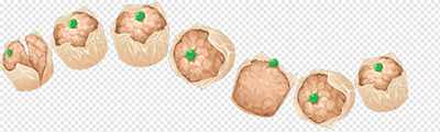Shumai Dumpling