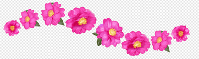 Sasanqua Camellia