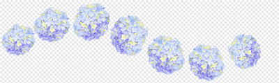 Hydrangea1