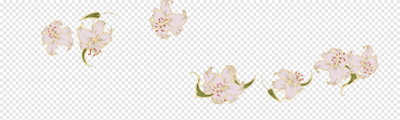 Japanese Pattern: Lily